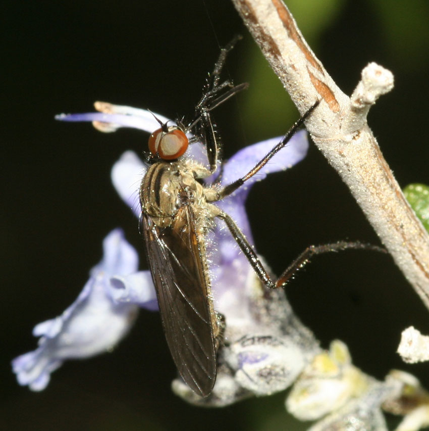 Empis aestiva M (Empididae).